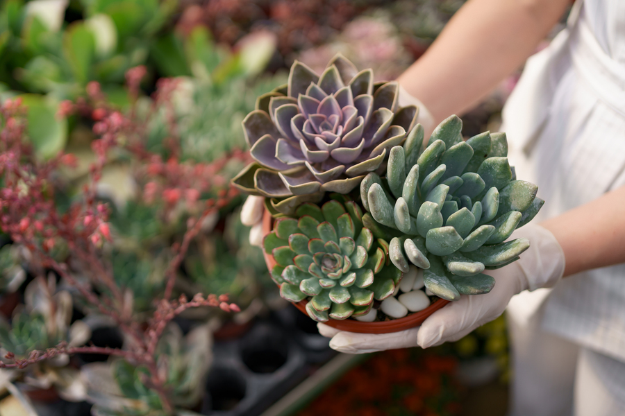 Mujer con cactus en las manos