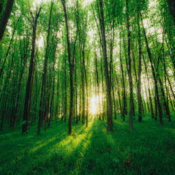 Bosque con árboles y el sol de fondo